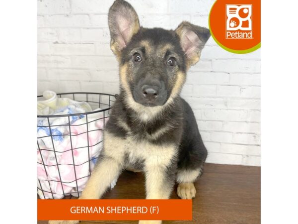 German Shepherd-Dog-Female-Black / Tan-3523-Petland Florence, Kentucky