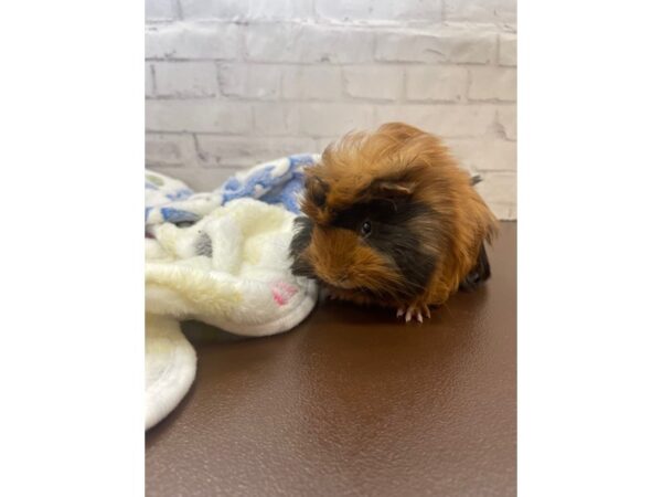 Long Hair Guinea Pig – 3539