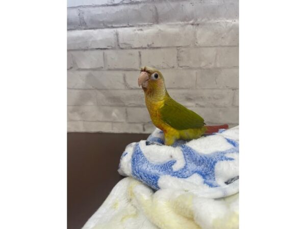 Pineapple Green Cheek Conure – 3542