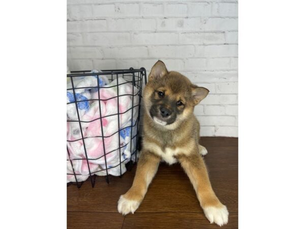 Shiba Inu Dog Male Red Sesame 3530 Petland Florence, Kentucky