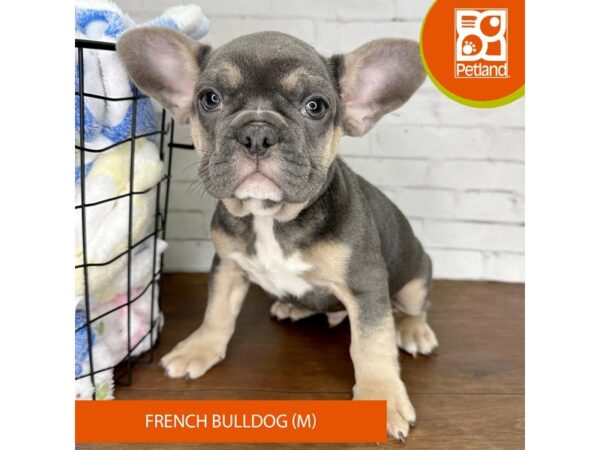 French Bulldog-Dog-Male-Blue / Tan-3549-Petland Florence, Kentucky