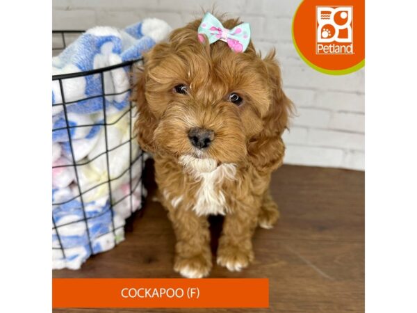 Poodle/Cocker Spaniel-Dog-Female-Buff-3548-Petland Florence, Kentucky