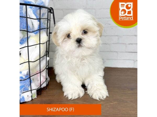 ShizaPoo Dog Female Red / White 3546 Petland Florence, Kentucky