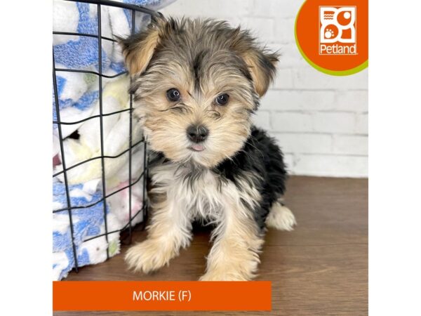 Morkie-Dog-Female-Black / Tan-3544-Petland Florence, Kentucky