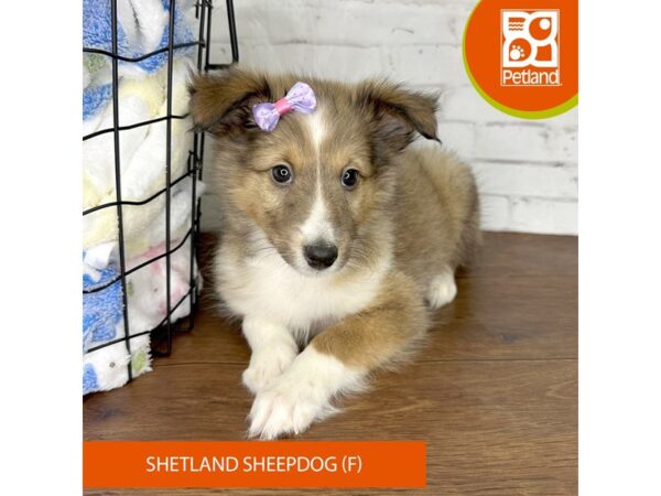 Shetland Sheepdog-Dog-Female-Sable / White-3543-Petland Florence, Kentucky