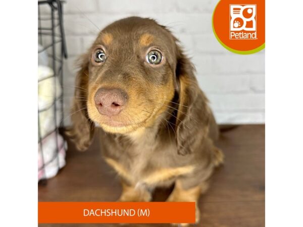 Dachshund Dog Male Chocolate / Tan 3552 Petland Florence, Kentucky