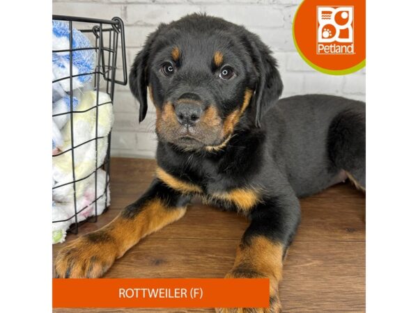 Rottweiler Dog Female Black / Rust 3553 Petland Florence, Kentucky