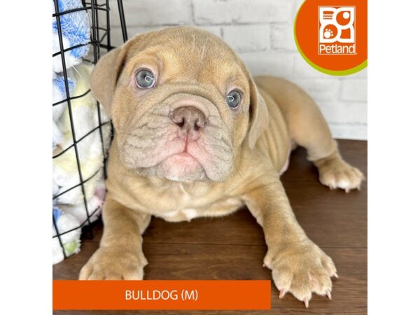 Bulldog-Dog-Male-Blue Fawn-3554-Petland Florence, Kentucky