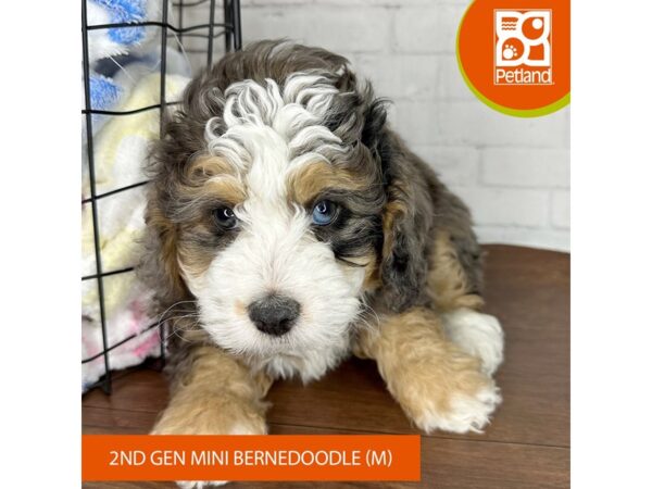 Bernedoodle Mini 2nd Gen Dog Male Blue Merle White / Tan 3555 Petland Florence, Kentucky