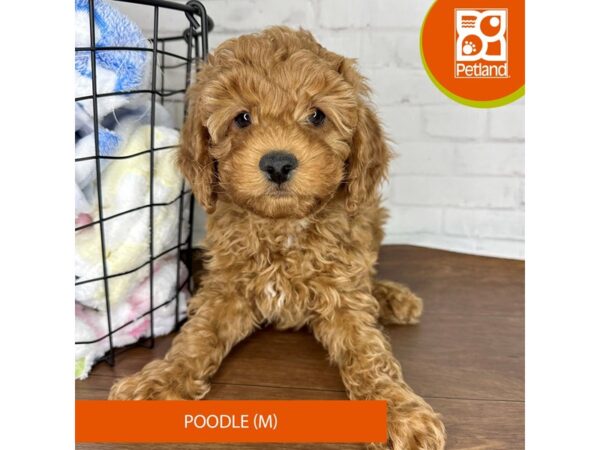 Poodle Dog Male Red 3556 Petland Florence, Kentucky