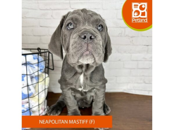 Neapolitan Mastiff-Dog-Female-Blue-3557-Petland Florence, Kentucky