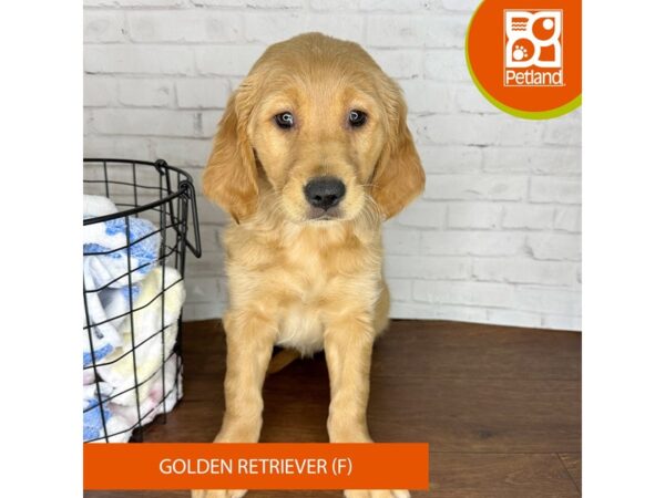 Golden Retriever Dog Female Light Golden 3558 Petland Florence, Kentucky