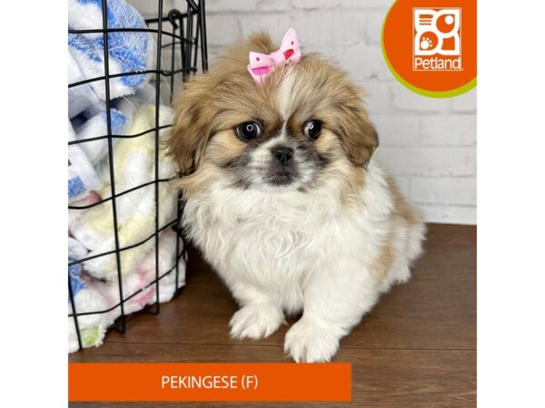 Pekingese Dog Female Sable / White 3559 Petland Florence, Kentucky