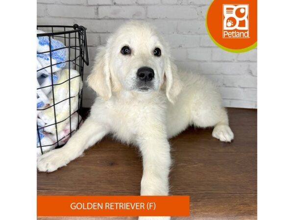 Golden Retriever Dog Female Cream 3560 Petland Florence, Kentucky