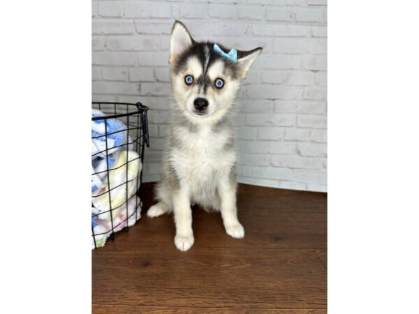 Pomsky Dog Female Gray / White 3562 Petland Florence, Kentucky