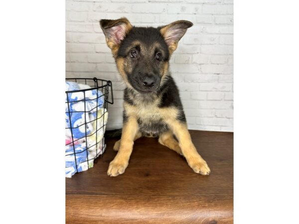 German Shepherd Dog Female Black / Tan 3561 Petland Florence, Kentucky