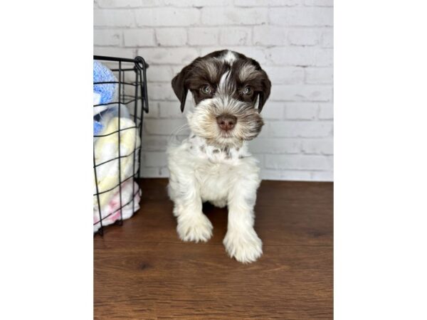 Miniature Schnauzer Dog Male Chocolate / White 3563 Petland Florence, Kentucky