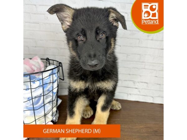 German Shepherd Dog-Dog-Male-Black / Tan-3579-Petland Florence, Kentucky
