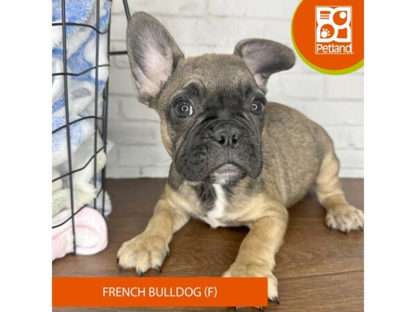 French Bulldog Dog Female Fawn 3570 Petland Florence, Kentucky