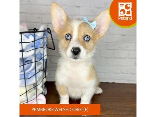 Pembroke Welsh Corgi-Dog-Female-Sable-3567-Petland Florence, Kentucky