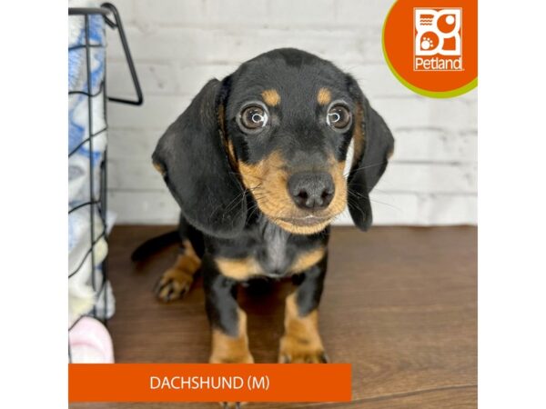 Dachshund-Dog-Male-Black / Tan-3566-Petland Florence, Kentucky