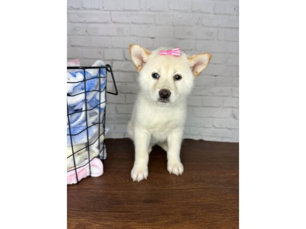 Shiba Inu-Dog-Female-Cream-3564-Petland Florence, Kentucky