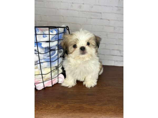 Shih Tzu Dog Male Gold / White 3565 Petland Florence, Kentucky