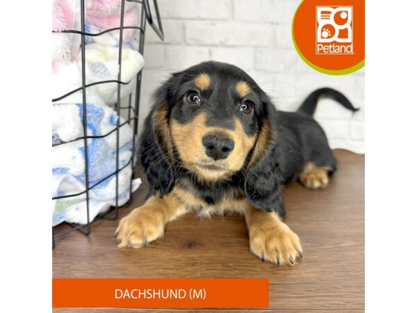 Dachshund-Dog-Male-Black / Tan-3590-Petland Florence, Kentucky