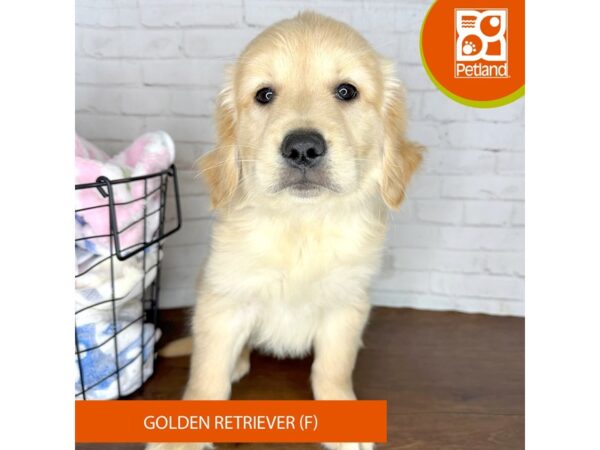 Golden Retriever Dog Female Cream 3589 Petland Florence, Kentucky