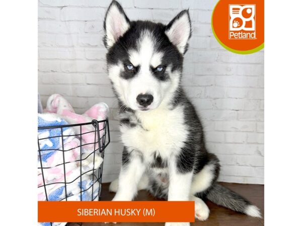 Siberian Husky-Dog-Male-Black / White-3587-Petland Florence, Kentucky