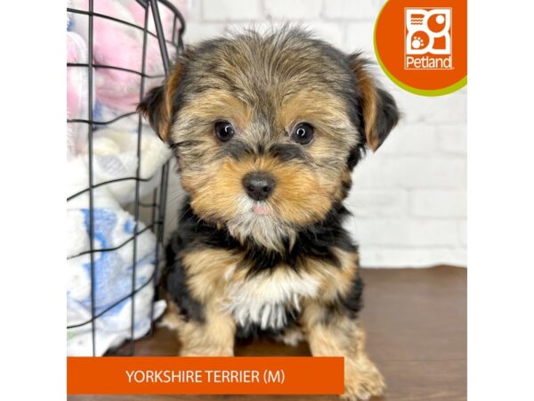 Yorkshire Terrier-Dog-Male-Black / Tan-3585-Petland Florence, Kentucky