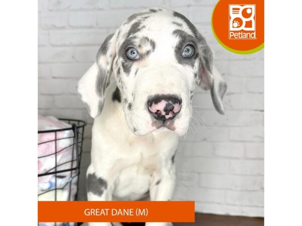 Great Dane Dog Male Harlequin 3581 Petland Florence, Kentucky