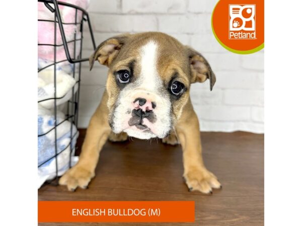 English Bulldog-Dog-Male-Fawn-3580-Petland Florence, Kentucky