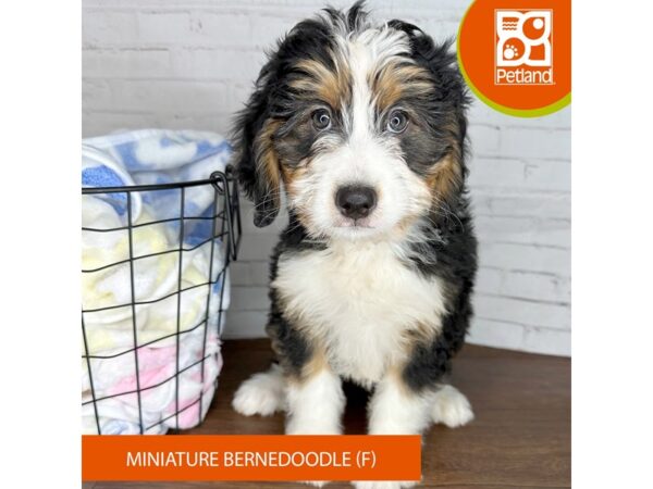 Miniature Bernedoodle-Dog-Female-tri-3610-Petland Florence, Kentucky