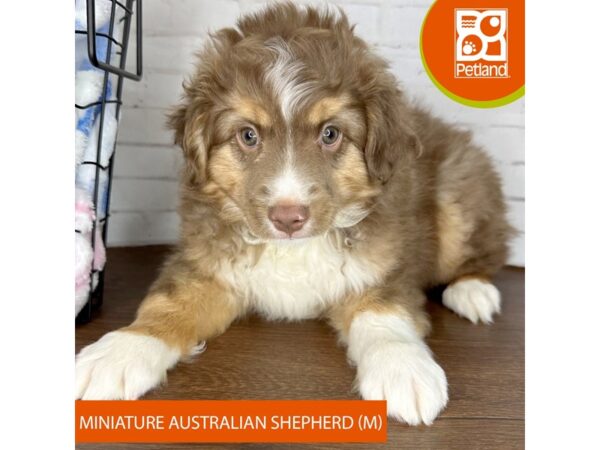 Miniature Australian Shepherd Dog Male Red / White 3608 Petland Florence, Kentucky