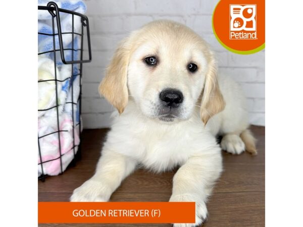 Golden Retriever Dog Female Cream 3606 Petland Florence, Kentucky