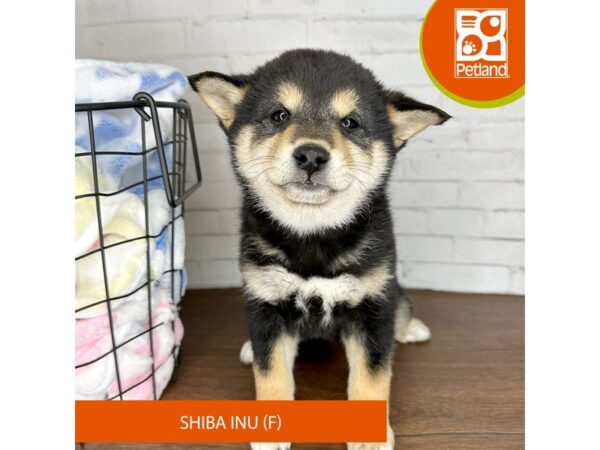 Shiba Inu Dog Female Black 3605 Petland Florence, Kentucky