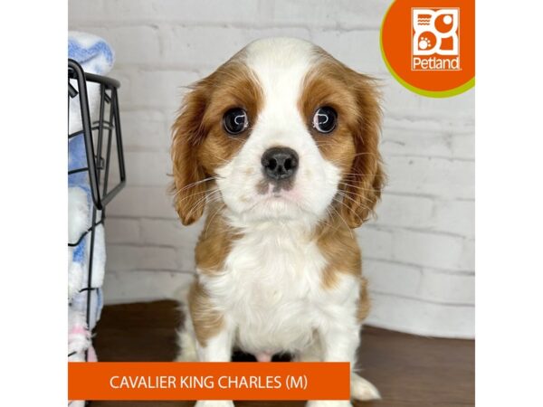 Cavalier King Charles Spaniel-Dog-Male-Blenheim-3604-Petland Florence, Kentucky