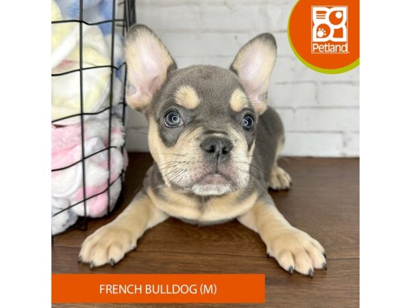 French Bulldog Dog Male Blue / Tan 3597 Petland Florence, Kentucky