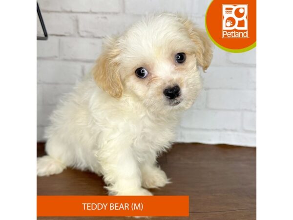 Teddy Bear Dog Male White / Gold 3593 Petland Florence, Kentucky