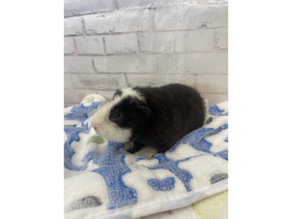 Teddy – 3540