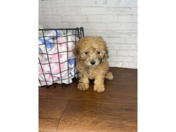 Bichapoo-Dog-Male-Red Merle-3527-Petland Florence, Kentucky