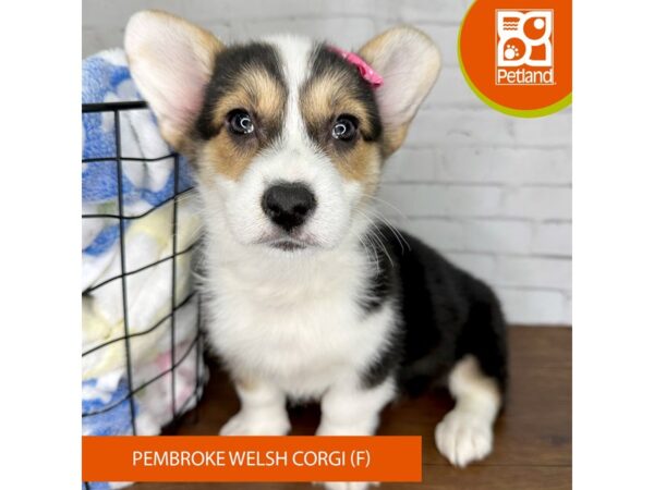 Pembroke Welsh Corgi – 3550