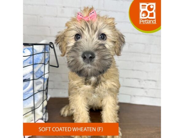 Soft Coated Wheaten Terrier – 3574