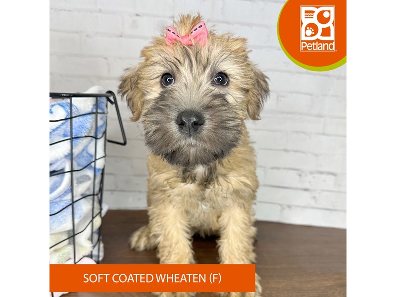 Soft Coated Wheaten Terrier - 3574 Image #1