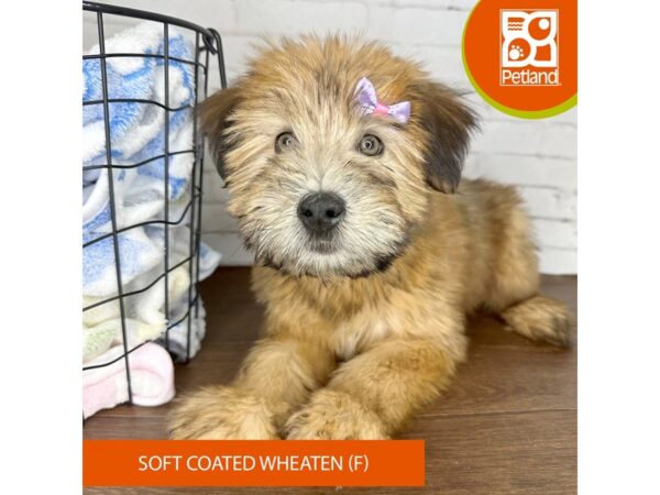 Soft Coated Wheaten Terrier – 3571