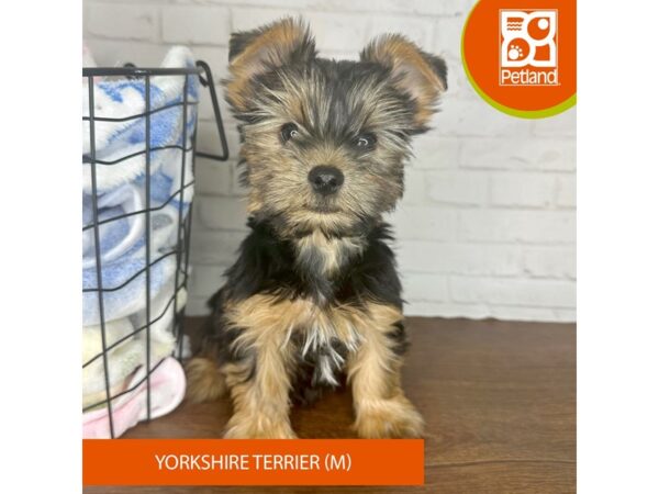 Yorkshire Terrier – 3569