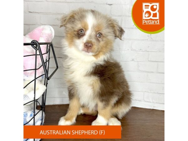 Miniature Australian Shepherd – 3584
