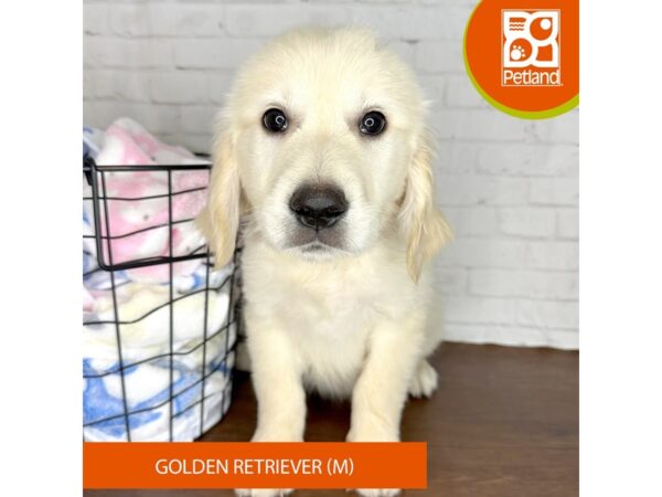 Golden Retriever – 3582