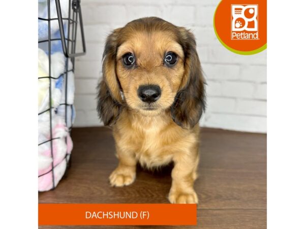 Dachshund-Dog-Female-Wild Boar-3609-Petland Florence, Kentucky